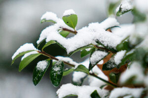 Thursday-Friday winter weather saw 9 vehicle wrecks, 13 reports of trees down
